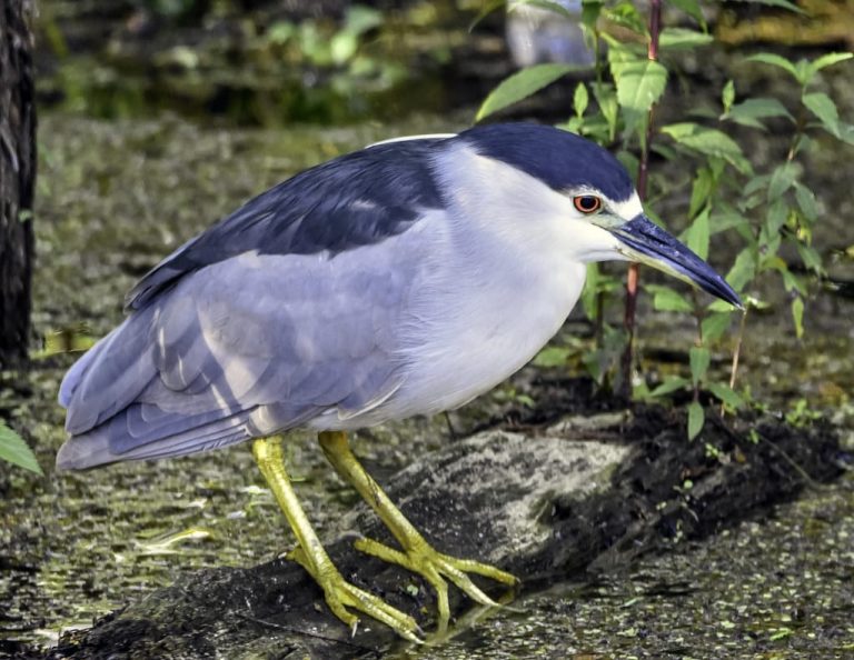 12 Types of Herons in Florida