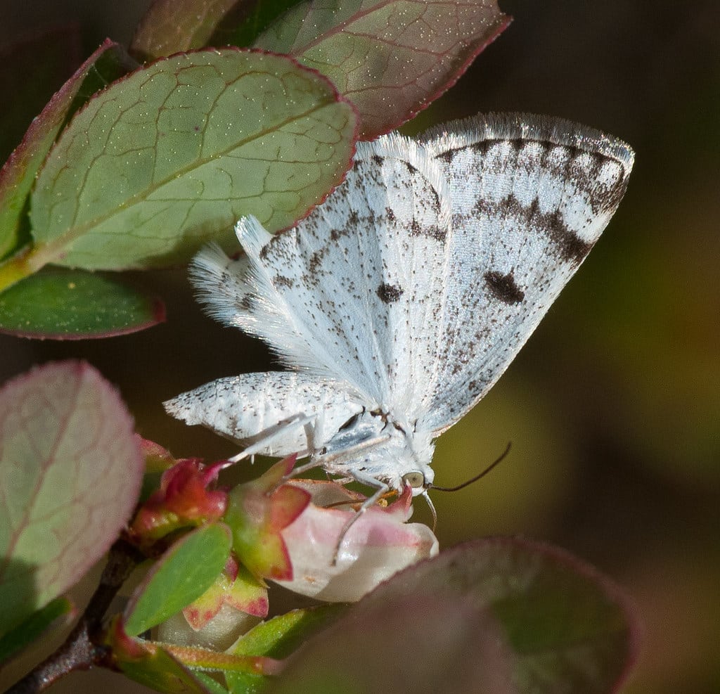 Bluish Spring Moth - Types of Moths in Alabama