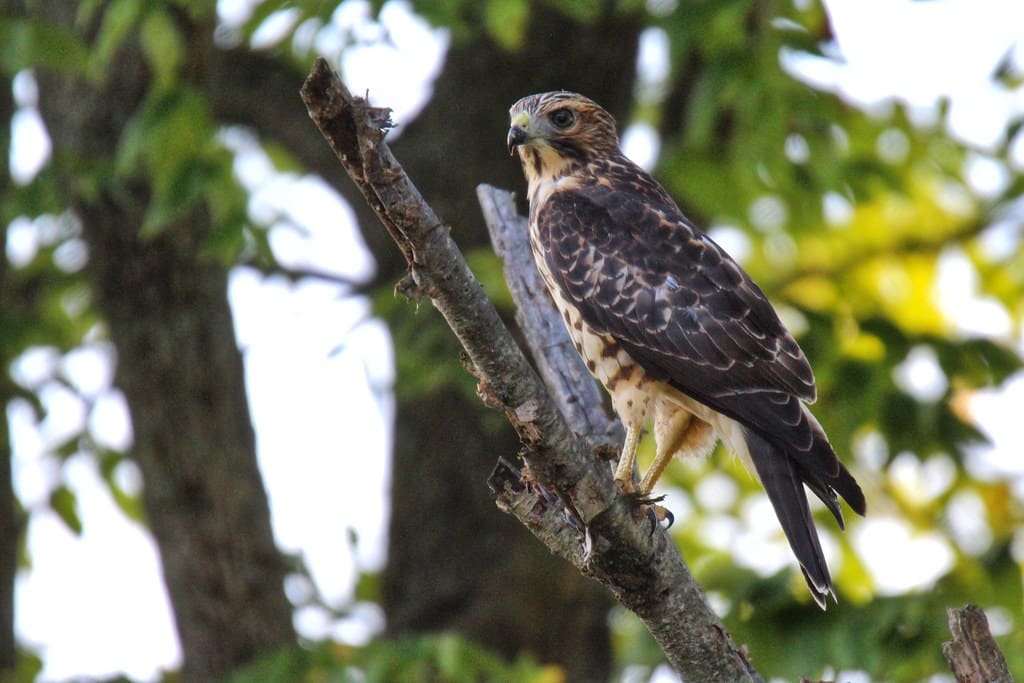 Broad-winged Hawk