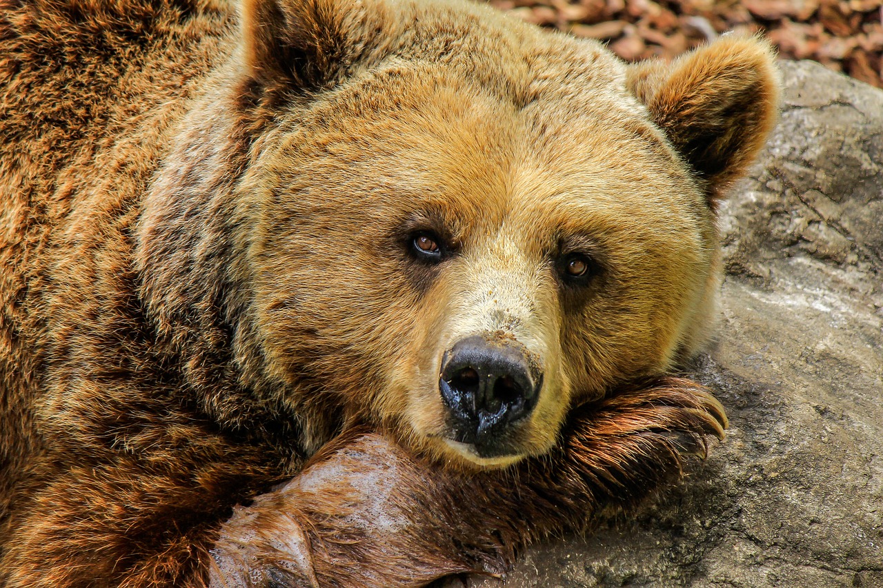 Brown Bear