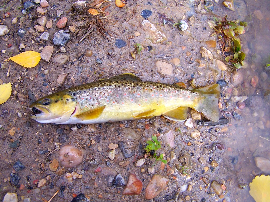 14 Different Types of Trout (With Pictures)