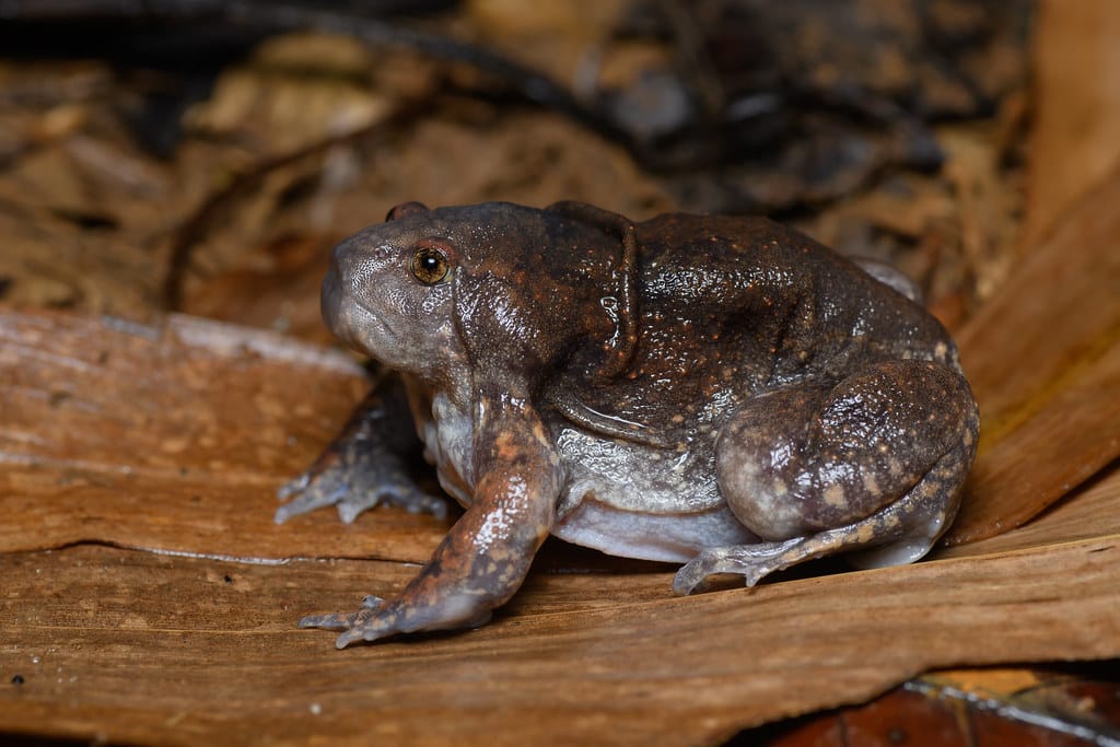 Burrowing Frog