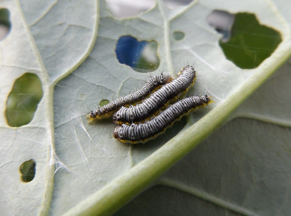 Cabbageworm Types of Caterpillars in Louisiana