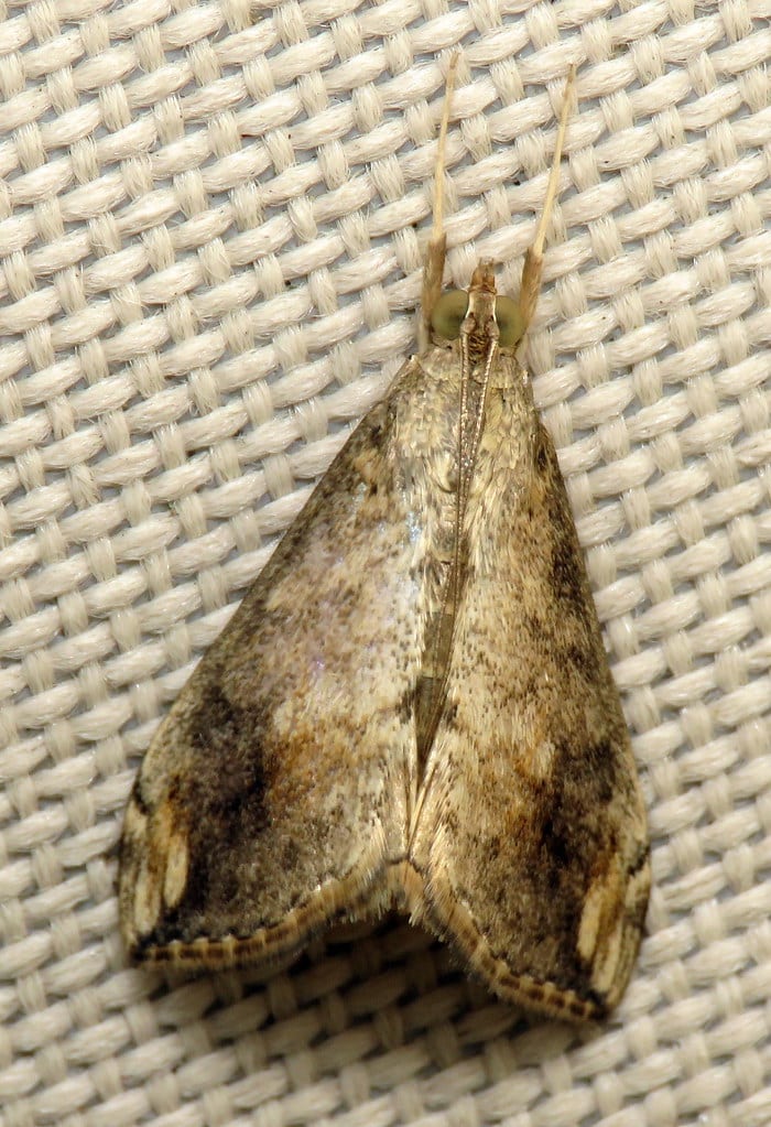 Cross-Striped Cabbageworm Moth - Types of Moths in Alabama