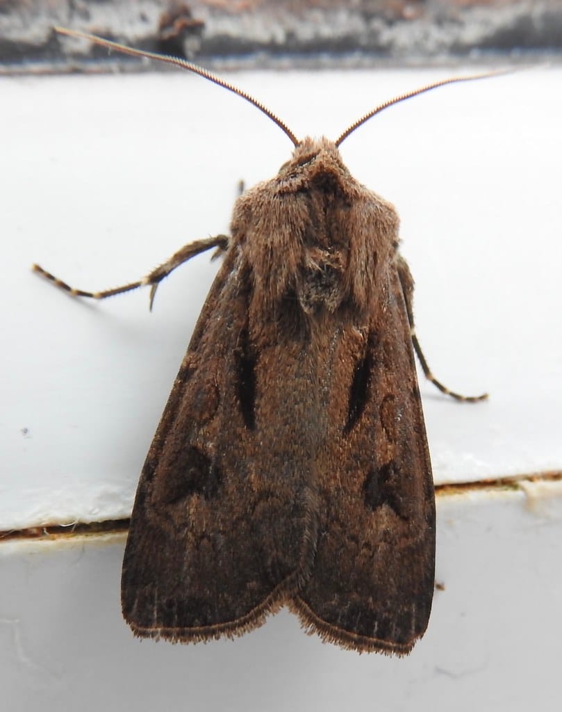 Dart Moth