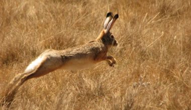Different Types of Hares