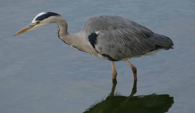 Different Types of Herons in Michigan