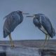 Different Types of Herons in North America