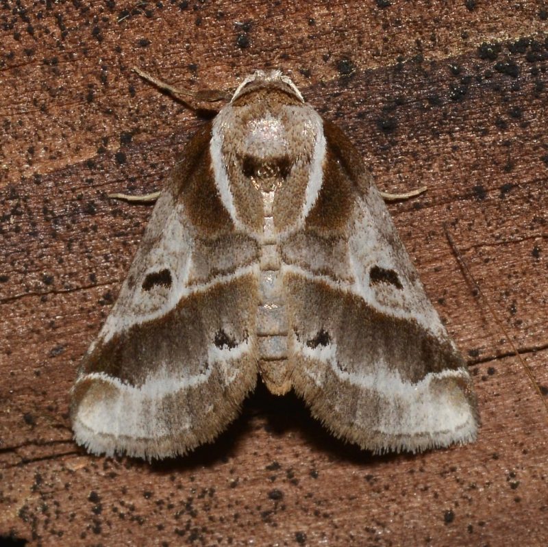 33 Types of Moths in Alabama