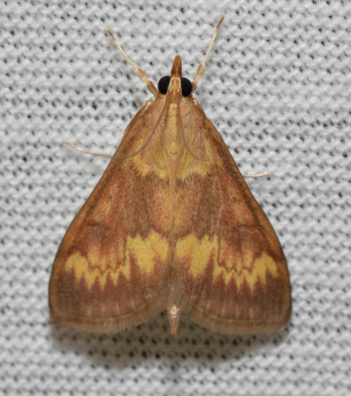 33 Types of Moths in Alabama