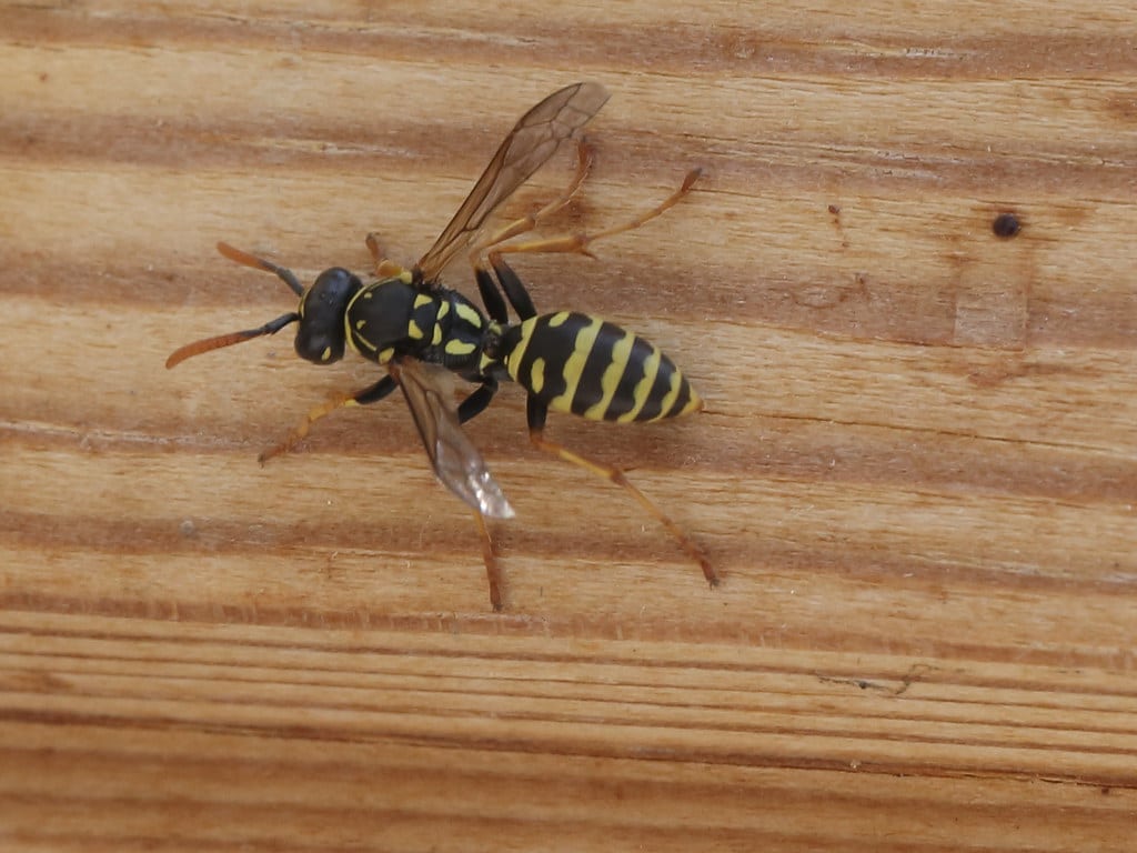 European Paper Wasp - Types of Paper Wasps