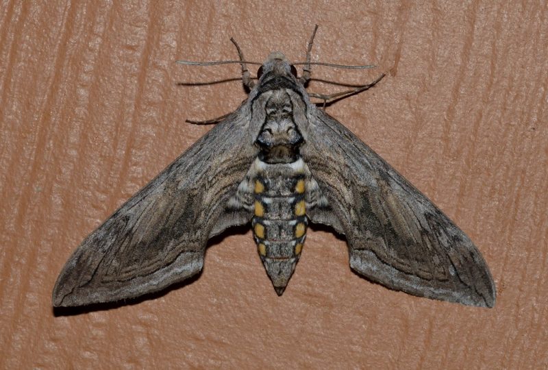 33 Types of Moths in Alabama