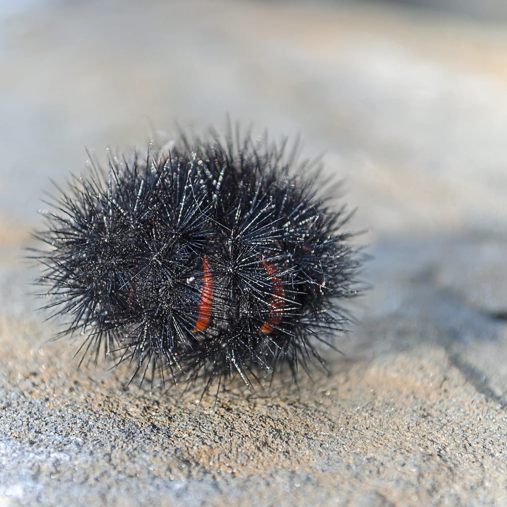 Giant Leopard Moth Caterpillar