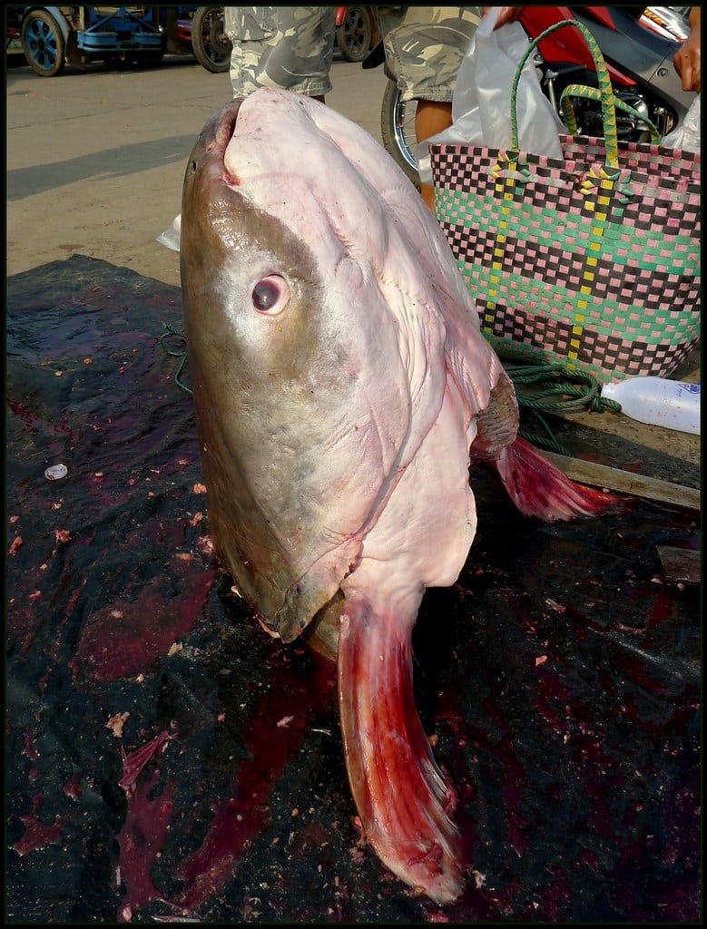 Giant Mekong Catfish