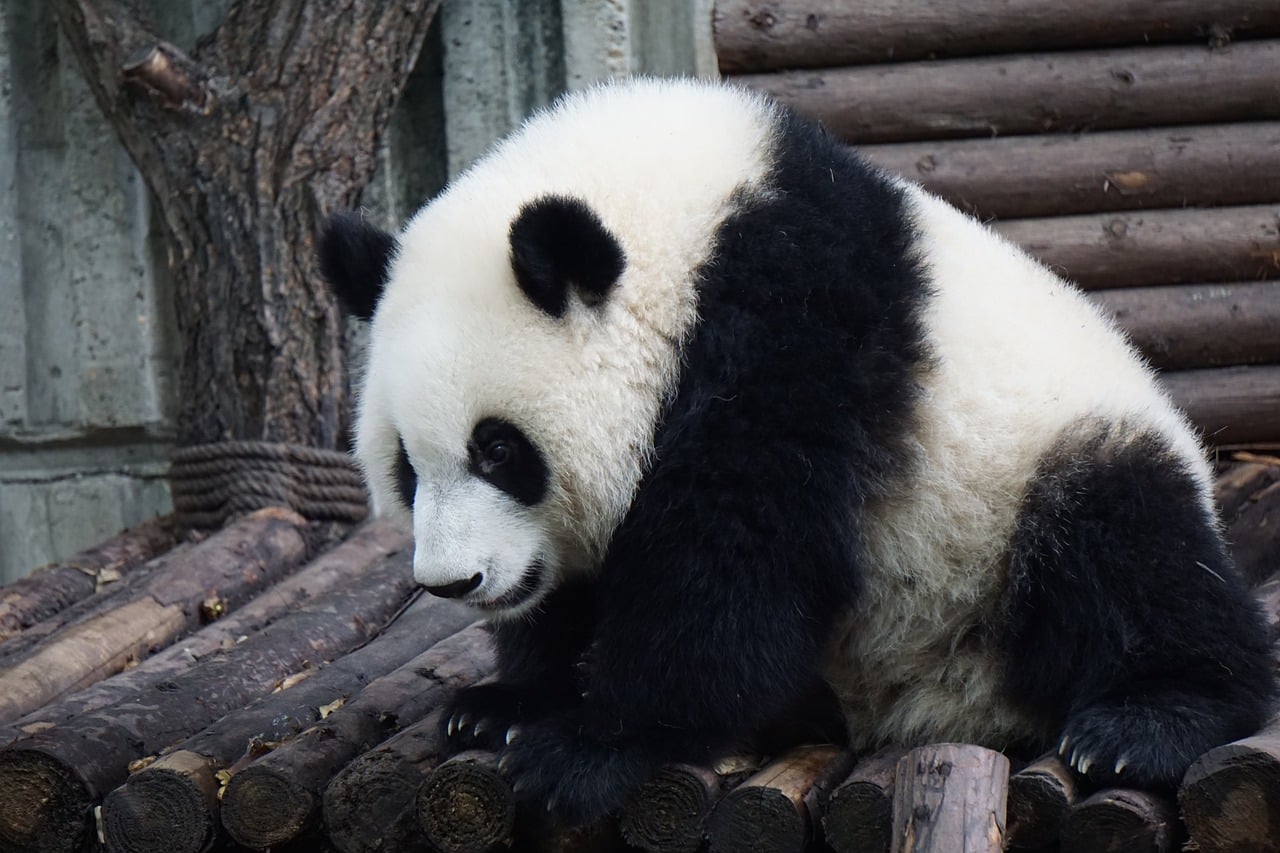 Giant Panda - Different Types of Bears
