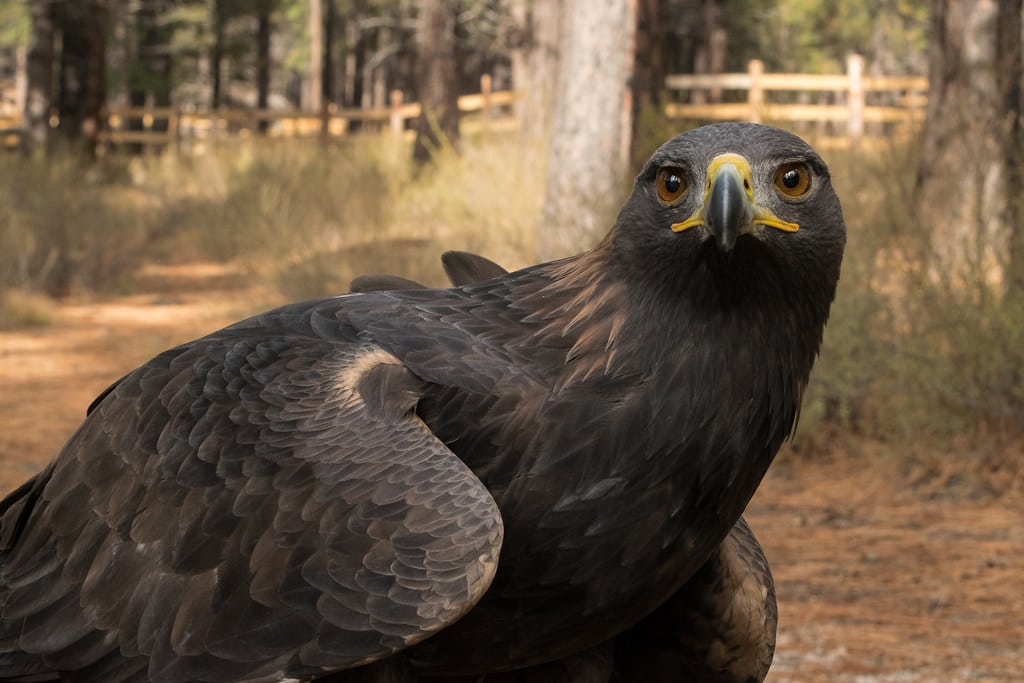 Golden Eagle - Types of Hawks in Pennsylvania