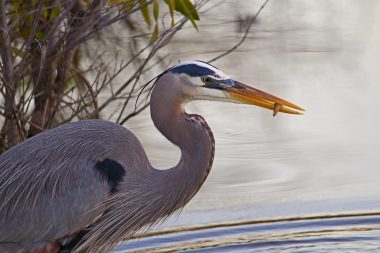 12 Types of Herons in Texas