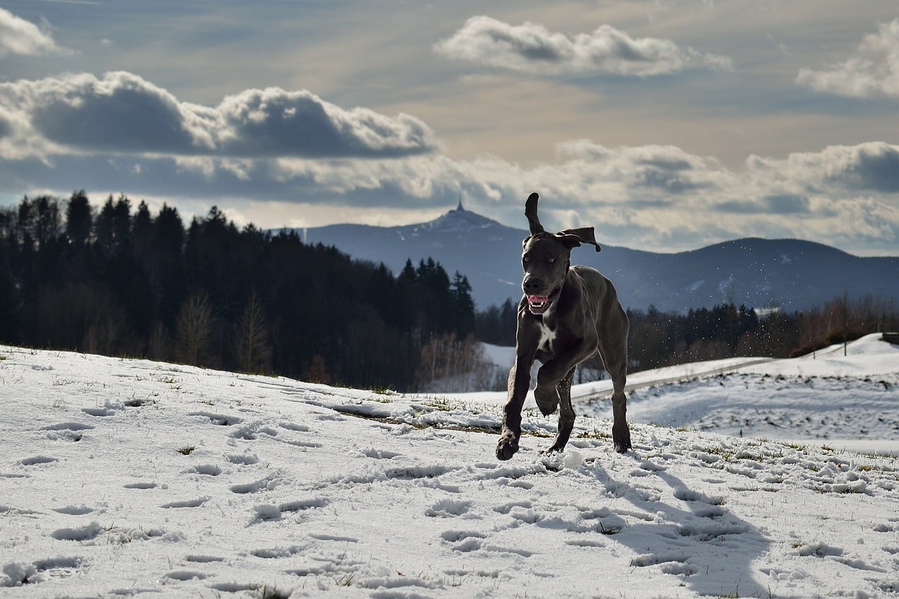 Great Dane