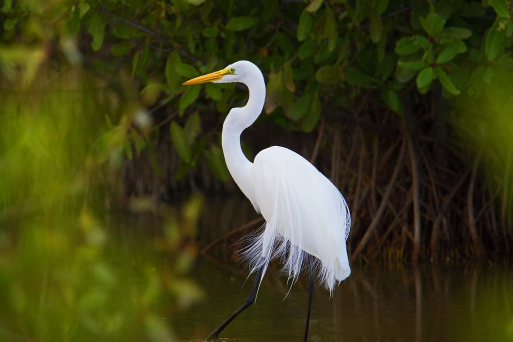 Great Egret