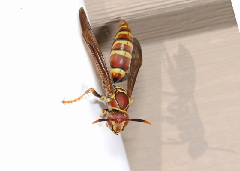 7 Different Types Of Paper Wasps Explained