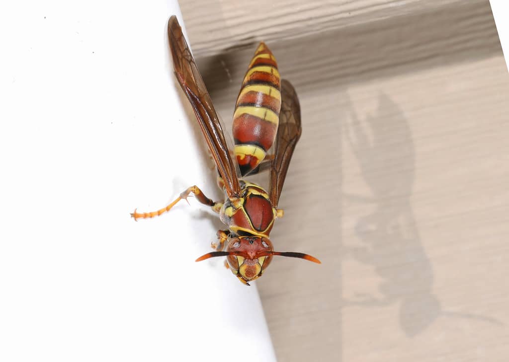 Guinea Paper Wasp