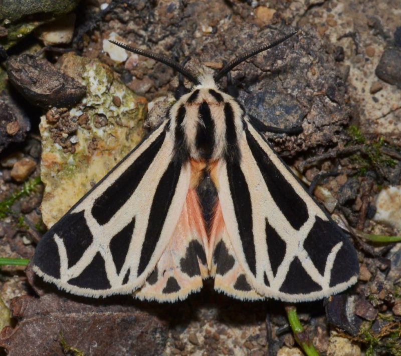 33 Types of Moths in Alabama