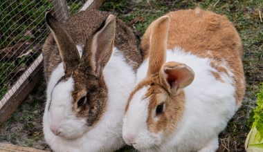Large Rabbit Breeds in the World