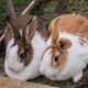 Large Rabbit Breeds in the World