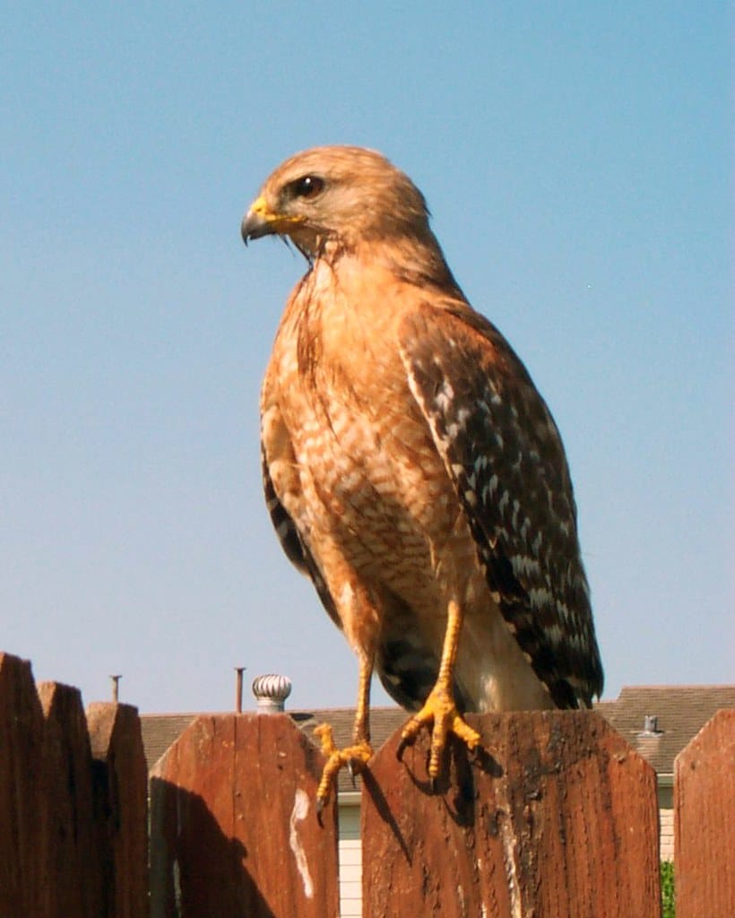 Red-shouldered Hawk