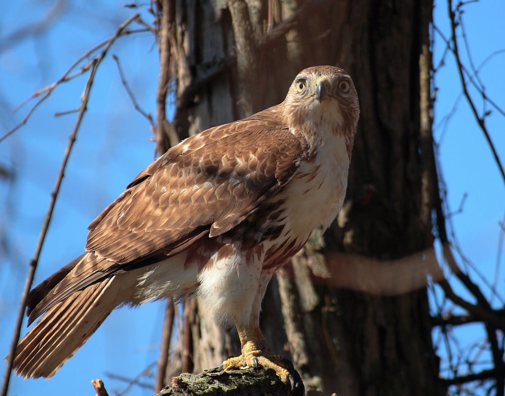 Red-tailed Hawk - Types of Hawks in Pennsylvania