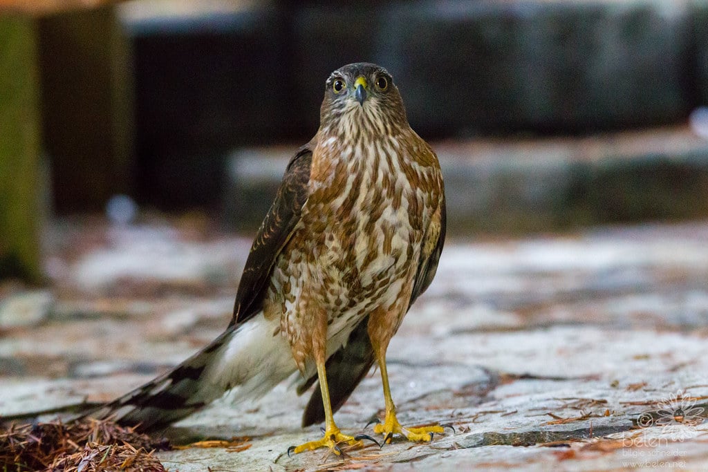 Sharp-shinned Hawk - Types of Hawks in Pennsylvania