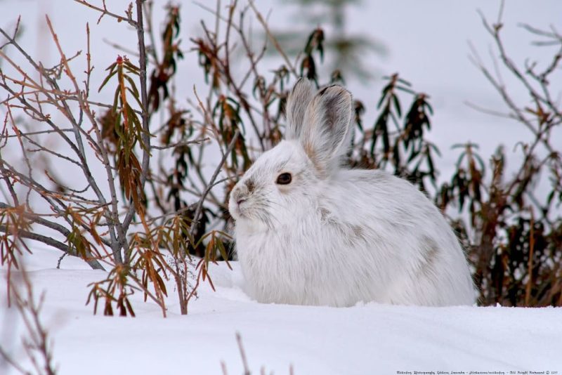 28 Different Types of Hares (With Pictures)