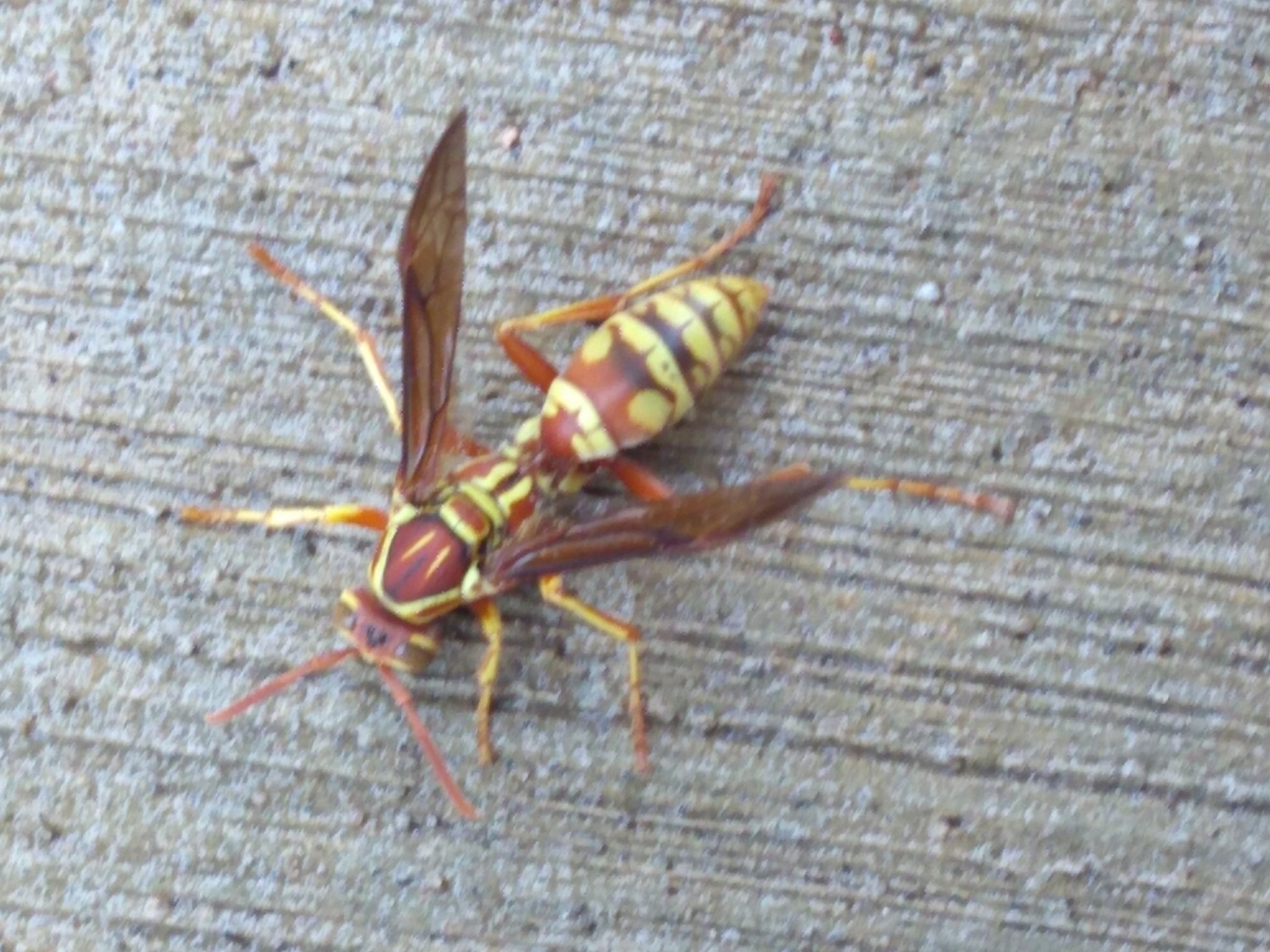 Southwestern Texas Paper Wasp