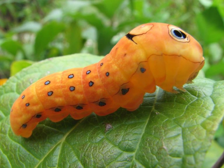 16 Types of Caterpillars in Connecticut