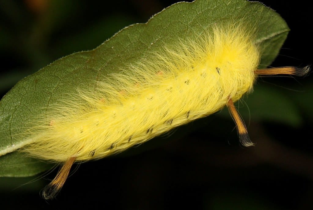 Spotted Apatelodes Caterpillar Types of Caterpillars in Louisiana