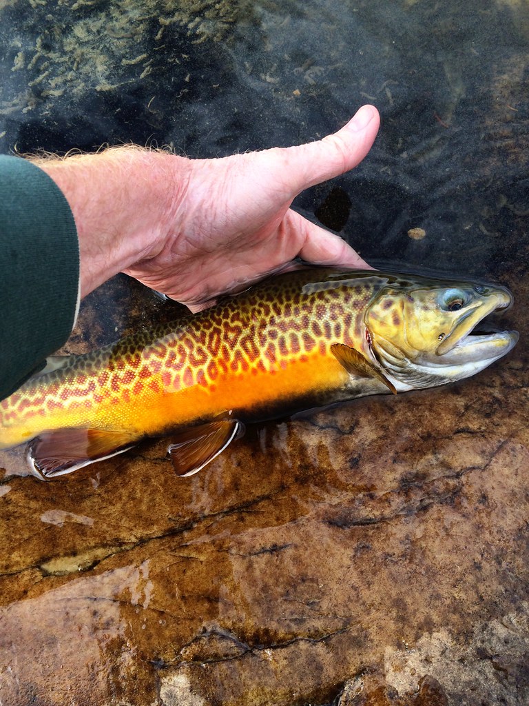 14 Different Types of Trout (With Pictures)