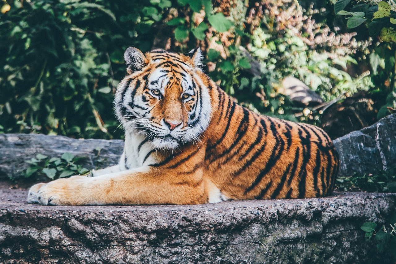 Tiger exotic pets that are legal in Texas