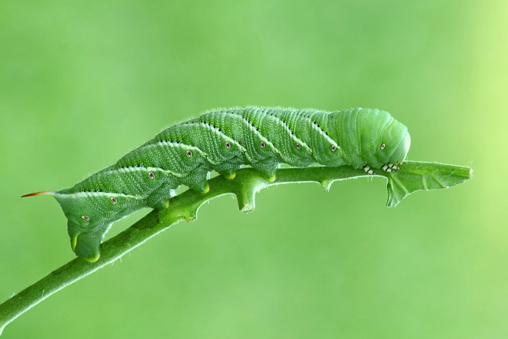 Tobacco Hornworm Types of Caterpillars in Louisiana
