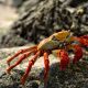 Types of Crabs in Australia