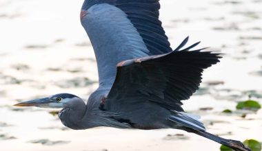 Types of Herons in Maryland