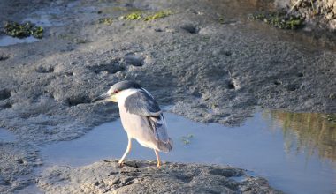 Types of Herons in New Jersey