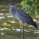 Types of Herons in Oklahoma