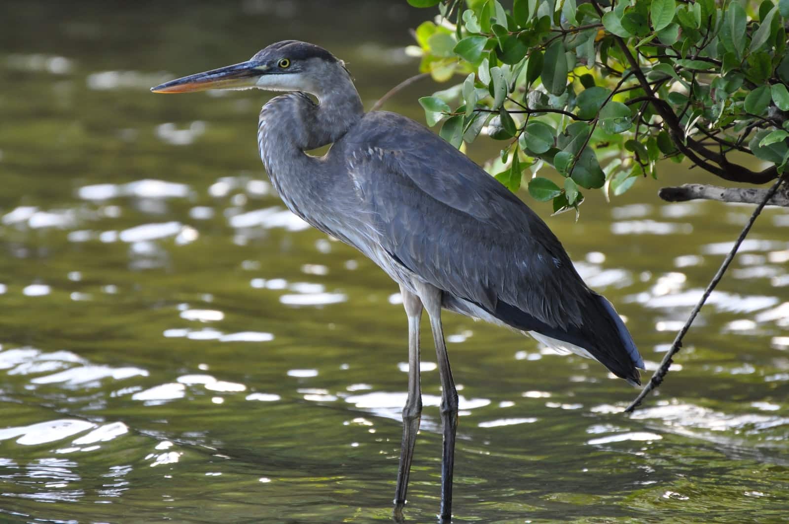 8 Types of Herons in Oklahoma