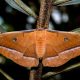 Types of Moths in Alabama