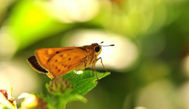 Types of Moths in Washington State