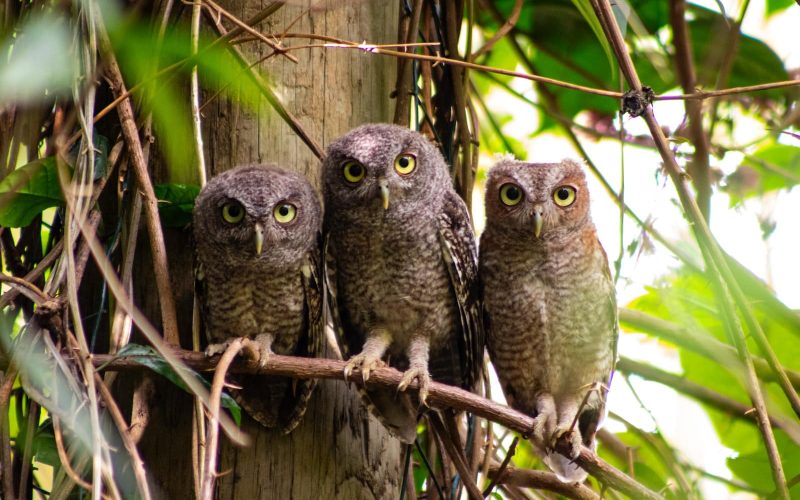 Types of Owls in Oregon