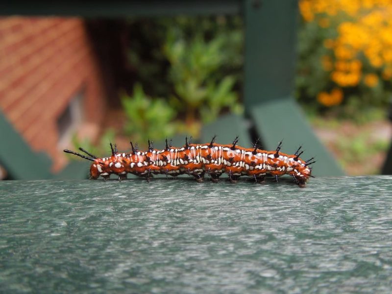 20 Types of Caterpillars in Louisiana