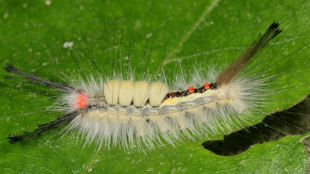 White-Marked Tussock Caterpillar Types of Caterpillars in Louisiana