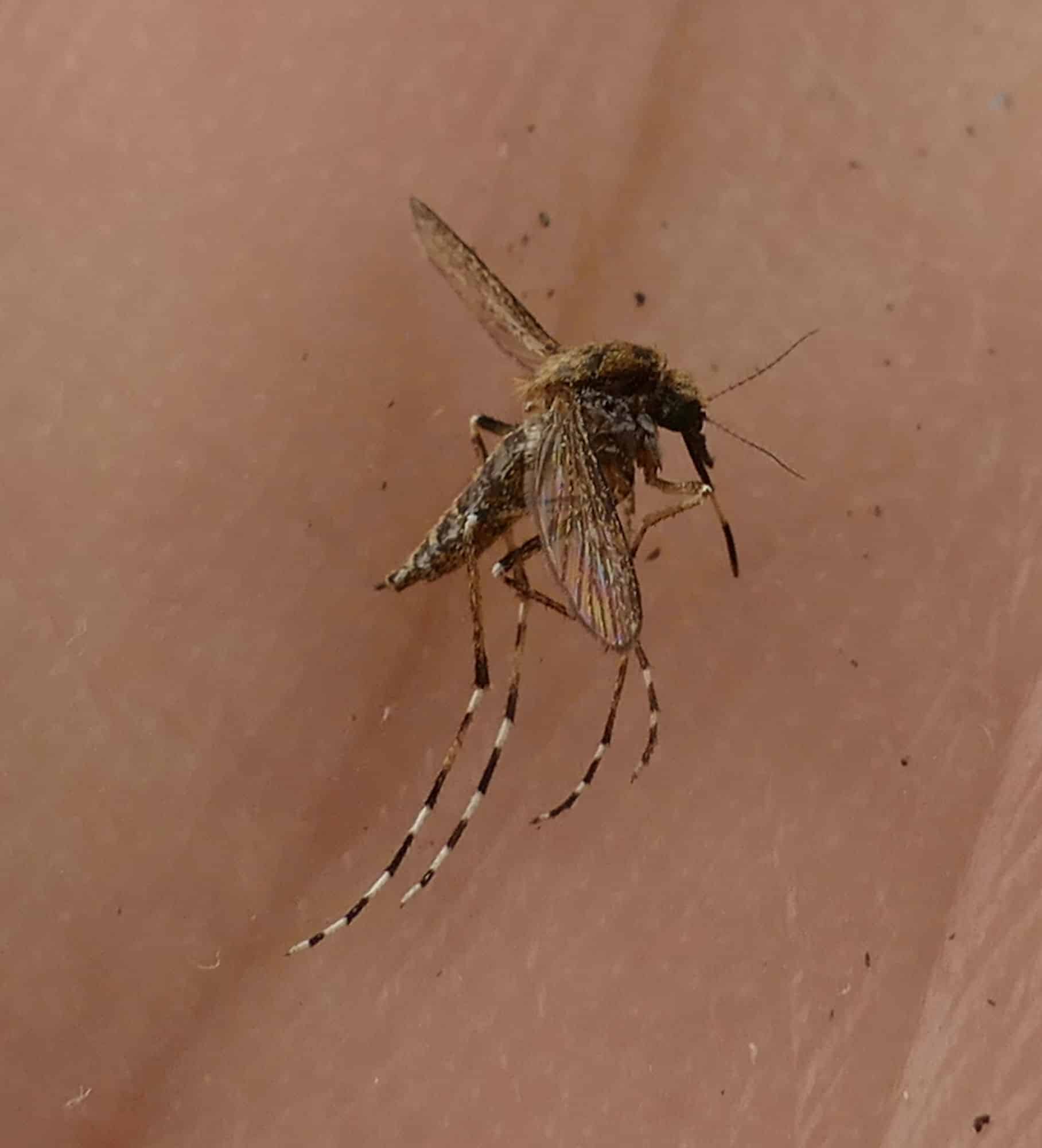 Aedes Sollicitans