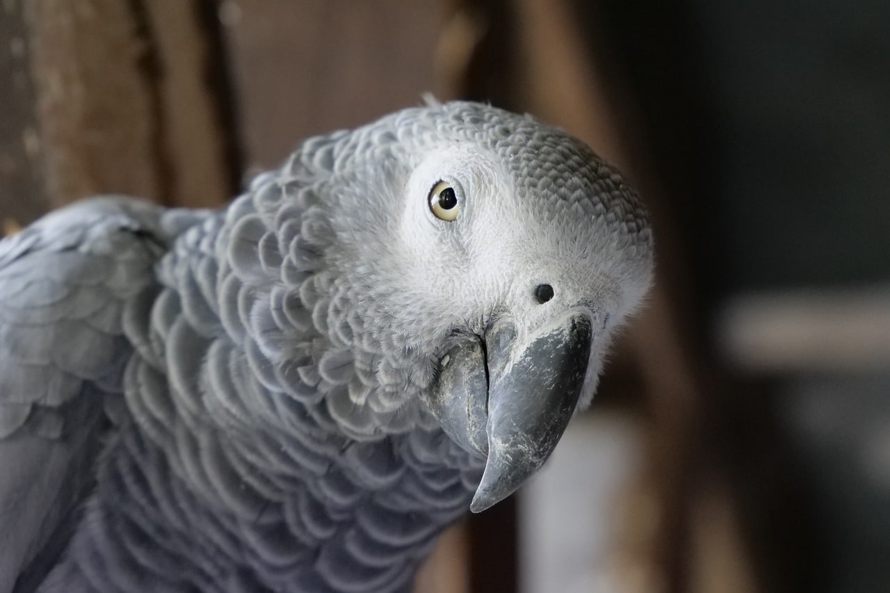 African Grey Parrots